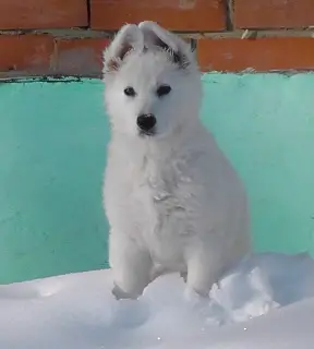 Photo №3. BSHO puppy. Russian Federation