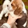 Additional photos: Beagle puppies.