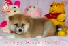 Photo №1. akita - for sale in the city of Khmelnitsky | 1300$ | Announcement № 42489