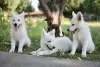 Photo №3. White Swiss Shepherd puppies for sale. Romania