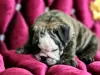 Additional photos: English bulldog babies