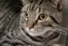 Photo №1. american shorthair - for sale in the city of Tampere | Is free | Announcement № 128444