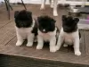 Photo №3. Stunning Akita puppies For Sale. Finland