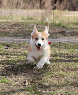 Additional photos: Girl Welsh Corgi Pembroke