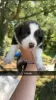 Photo №2 to announcement № 111393 for the sale of border collie - buy in United States private announcement