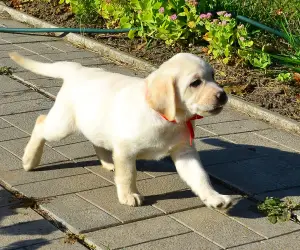 Additional photos: Labrador Retriever Puppies