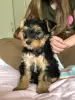 Photo №4. I will sell yorkshire terrier in the city of Slovenská Ľupča. private announcement - price - 1009$