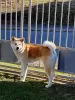 Additional photos: Japanese Akita Inu puppies