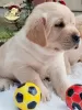 Additional photos: Labrador retriever puppies