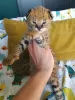 Photo №3. serval , savannah and caracal kittens available for loving homes. Australia