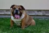 Photo №2 to announcement № 28773 for the sale of english bulldog - buy in Poland breeder