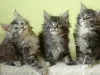 Photo №1. maine coon - for sale in the city of Anderlecht | 264$ | Announcement № 120194