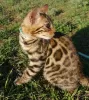 Photo №4. I will sell bengal cat in the city of Kazan. breeder - price - 613$