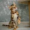 Photo №2 to announcement № 108918 for the sale of bengal cat - buy in Italy 