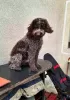 Additional photos: Lagotto Romagnolo puppies