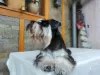 Additional photos: Miniature schnauzer puppies