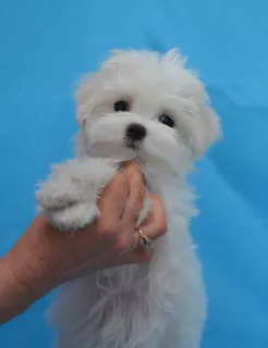 Photo №4. I will sell maltese dog in the city of Севастополь. breeder - price - Negotiated