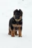 Photo №4. I will sell german shepherd in the city of Chelyabinsk. from nursery - price - 651$