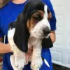 Photo №2 to announcement № 130441 for the sale of basset hound - buy in Germany 