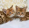 Photo №1. savannah cat - for sale in the city of Waterloo | Is free | Announcement № 127759