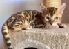 Photo №1. bengal cat - for sale in the city of Miami Beach | 220$ | Announcement № 53422