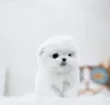 Photo №2 to announcement № 105236 for the sale of bichon frise - buy in United States private announcement, breeder