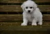 Photo №4. I will sell bichon frise in the city of Jüchen. private announcement - price - 475$