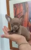 Photo №4. I will sell chihuahua in the city of Малага. private announcement - price - 624$