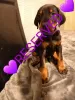 Photo №2 to announcement № 9350 for the sale of dobermann - buy in Ukraine 