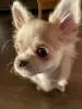 Photo №2 to announcement № 104809 for the sale of chihuahua - buy in Germany private announcement, breeder