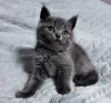 Photo №1. british shorthair - for sale in the city of Vologda | 62$ | Announcement № 19594