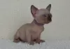 Photo №1. sphynx cat - for sale in the city of Liège | Is free | Announcement № 128221