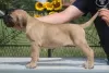 Additional photos: Cane Corso puppies