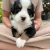 Photo №3. Wonderful Bernese Mountain Puppies. Sweden