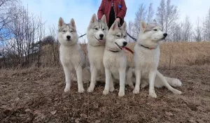 Photo №1. siberian husky - for sale in the city of Vyborg | 161$ | Announcement № 6479