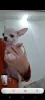 Photo №1. chihuahua - for sale in the city of Hurghada | 400$ | Announcement № 129068