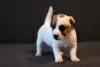 Photo №3. Jack Russell Terrier puppy. Belarus