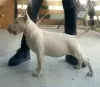 Additional photos: Standard bull terrier puppies