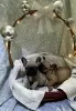 Photo №2 to announcement № 129446 for the sale of french bulldog - buy in Serbia breeder