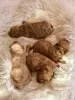 Photo №4. I will sell poodle (toy) in the city of Vilovo. breeder - price - negotiated