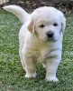 Additional photos: Healthy cute golden retriever puppies puppies available now for sale