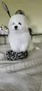 Photo №4. I will sell bichon frise in the city of Khmelnitsky. from nursery, breeder - price - 1426$