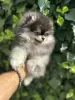 Additional photos: Pomeranian Spitz puppies