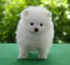 Additional photos: Pomeranian puppies for sale