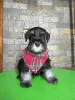 Additional photos: Miniature schnauzer puppies