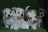 Additional photos: Havanese puppies