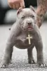 Photo №4. I will sell american bully in the city of Bremen. private announcement - price - 900$