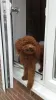 Photo №1. poodle (toy) - for sale in the city of Munich | 317$ | Announcement № 69768