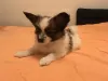 Photo №2 to announcement № 9110 for the sale of papillon dog - buy in Russian Federation breeder