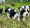 Photo №1. english springer spaniel - for sale in the city of Námestovo | 1268$ | Announcement № 57517